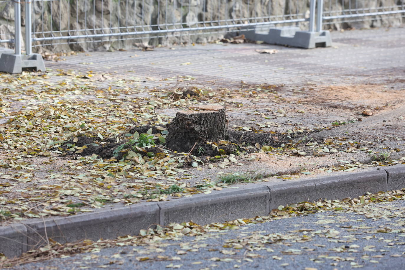 San Sebastián Tala de árboles en la avenida de Navarra por la obra del